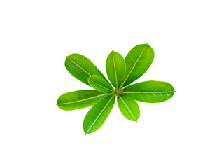 Leaf top isolated from white background with clipping path.