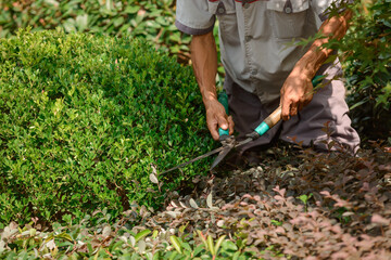 Naklejka premium Close up on a gardener holding hand pruners