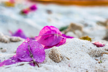 pink flowers on the sand