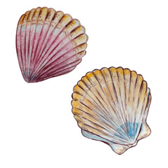 two watercolor multicolored seashells