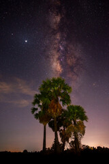 Naklejka na ściany i meble Vertical shot of palm tree and milky way and star on dark background.with grain and select white balance.