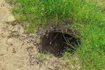 Deep burrow in the ground among young lush green grass. Hole in dirt road - top view. Sunny spring-summer day