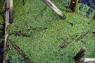Common duckweed texture in freshwater pond, top view. Many small green Lemna minor plants on the...