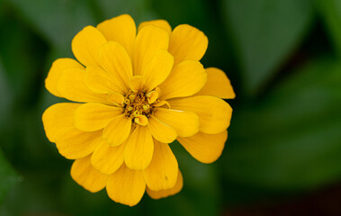 Yellow Flower Tropical Plant Sunflower