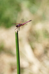 libellule rose sur branche verte