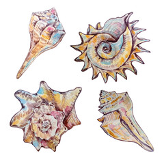 Obraz premium set of four watercolor multicolored seashells