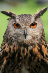 Eurasian Eagle Owl Portrait Closeup