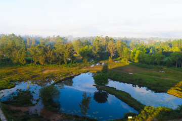 green lake with plants and pine trees