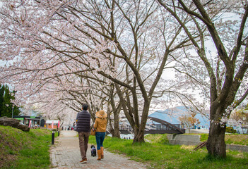 Fototapeta na wymiar People enjoying the Sakura Flower on a pathway in Japan