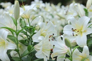 lilies in the park  ,japan,tokyo