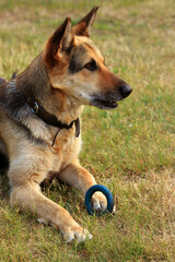 German Shepherd playing on the lawn