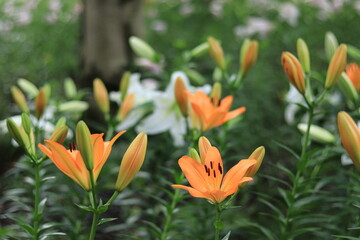 lilies in the park  ,japan,tokyo