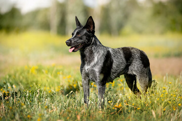 beautiful dog running in a green field