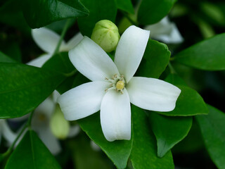 Fototapeta na wymiar White Orange Jasmine or China Box flower