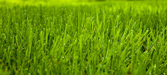 Close up panorama of blades of grass