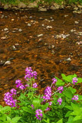 Wildflowers and a creek in the woods