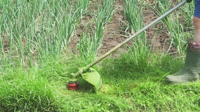 Garden worker man with trimmer cutter cut the grass.