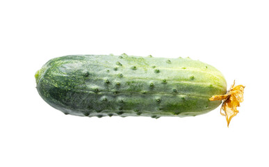 Green fresh cucumber isolated on a white
