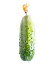 Green fresh cucumber isolated on a white