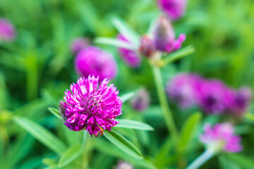 Beautiful purple flower grows in the park.