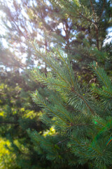 Coniferous trees in the forest.