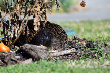 Female dock hiding in tomato plant