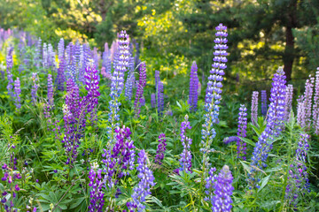 Obraz premium Beautiful purple flower grows in the park.