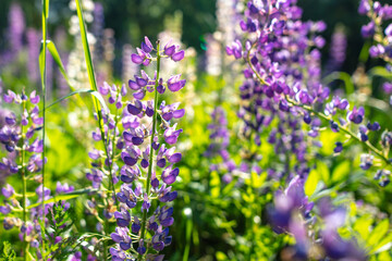 Beautiful purple flower grows in the park.