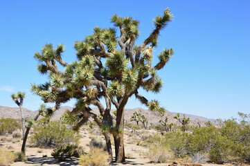 Joshua Tree National Park, Kalifornien