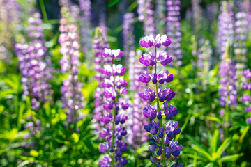 Beautiful purple flower grows in the park.
