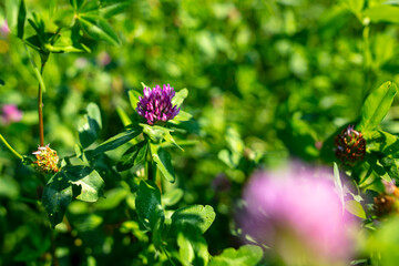 Beautiful purple flower grows in the park.