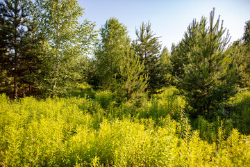 Obraz premium Coniferous trees in the forest.