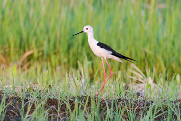 セイタカシギ(Black-winged Stilt)