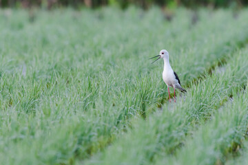 鳴くセイタカシギ(Black-winged Stilt)