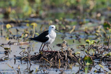 セイタカシギの親子(Black-winged Stilt)