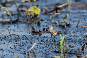 セイタカシギのヒナ(Black-winged Stilt)