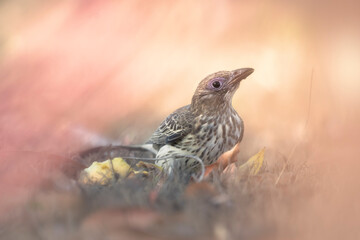 Female Australasian figbird (Sphecotheres vieilloti) on ground foraging fruit, Australia