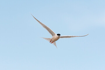 Fototapeta premium ベニアジサシ飛翔(Roseate Tern)