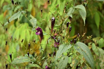 Violet flowers in forest
