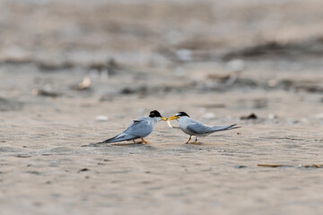 コアジサシの求愛給餌(Little Tern)