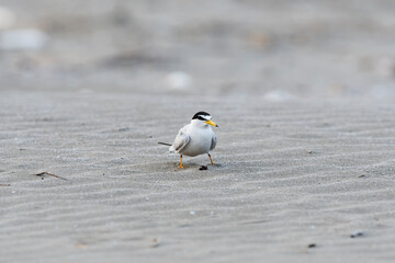 コアジサシ(little tern)