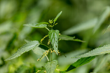 Close-up of green leaves on nettles in summer.