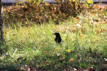bird on the grass