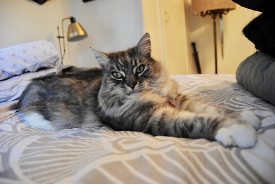 stripy cat on the bed in the cozy home