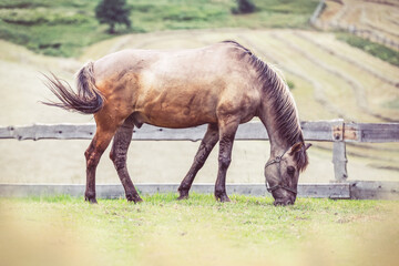 Obraz na płótnie Canvas Polish Konik horse grazes in a meadow