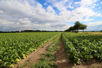 Fototapeta na wymiar Green tobacco plants on a field in Rhineland-Palatinate