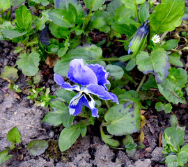 sadzony powszechnie w ogrodach i na balkonach kwiat roslina o nazwie bratek w miescie bialystok na podlasiu w polsce