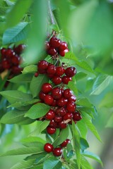 Cherry on the branch closed, macro 