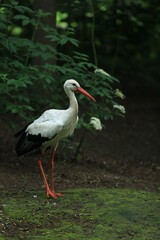 Fototapeta premium Stork in the forest 