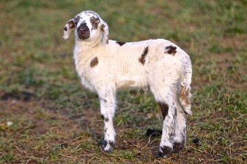 Fototapeta premium Young Lamb 